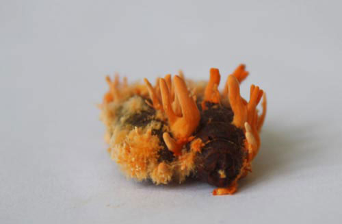 Đông trùng hạ thảo bạc tỷ có giá 7 triệu đồng/kg ở VN - 7