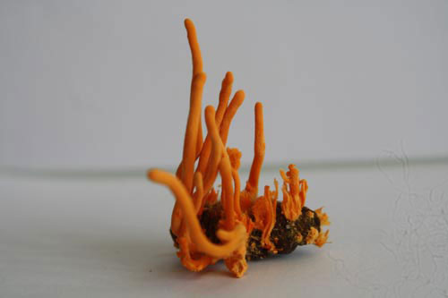 Đông trùng hạ thảo bạc tỷ có giá 7 triệu đồng/kg ở VN - 9