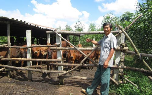 Lên núi trồng rừng, nuôi bò mà thành triệu phú - 1