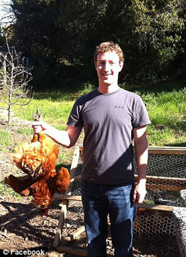 Mark Zuckerberg 'trên tay' một con gà.
