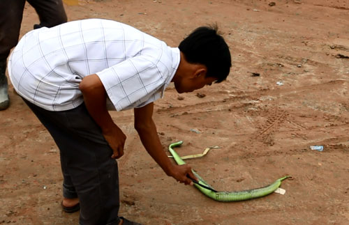 Rắn lục đuôi đỏ cắn người: Không nên quá hoang mang - 2