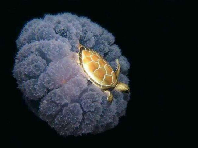 8 – Thực tế thì chú rùa này đang cưỡi lên một con sứa


