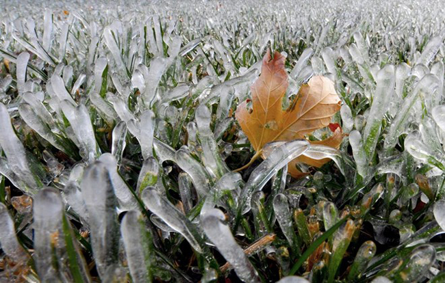Chiếc lá phong nằm trên lớp cỏ bị đóng băng ở Salina, Kansas, ngày 12/11. Ảnh: AP.

