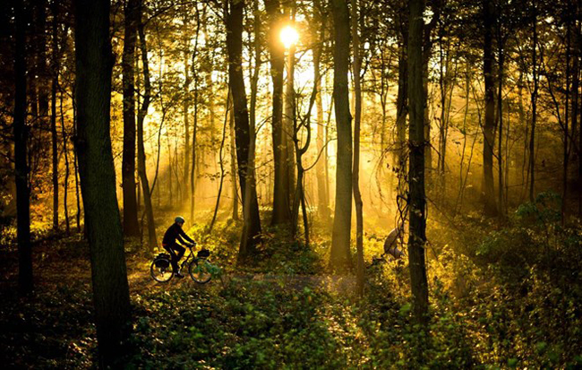 Người đi xe đạp đạp xe băng qua một khu rừng lúc mặt trời mọc ở Hannover, miền bắc nước Đức, ngày 11/11. Ảnh: AP.
