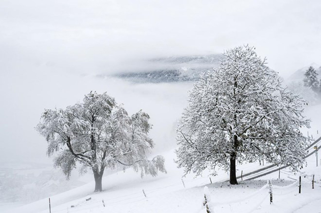 Khung cảnh cây cỏ phủ đầy tuyết ở Sargans, miền đông Thụy Sĩ, ngày 06/11. Ảnh: AP.
