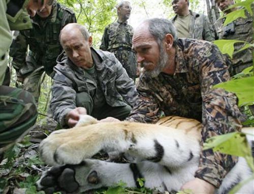“Hổ của Putin” ăn thịt 18 con dê Trung Quốc - 1