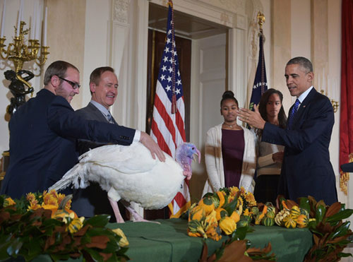 Obama đích thân ân xá cho hai chú gà tây - 1