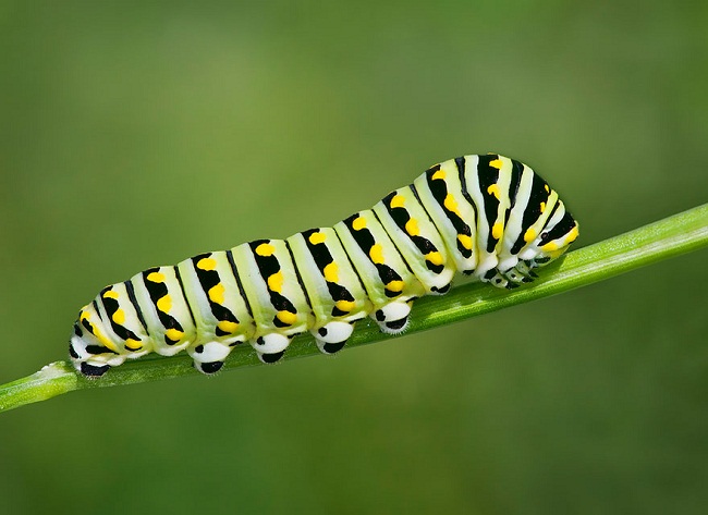 Sâu bướm đuôi én đen Al-pơ mang trên thân những sọc vàng đen xen lẫn
