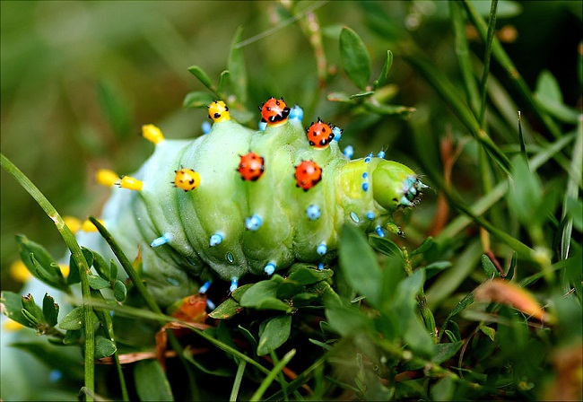 Sâu bướm tầm ma với những đốm nhỏ giống bọ cánh cứng trên lưng
