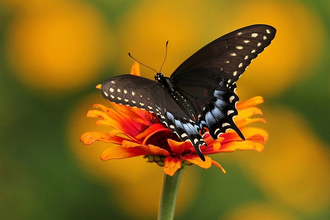 Hình thái của chú sâu bướm đuôi tôm an tức hương sau biến hình


