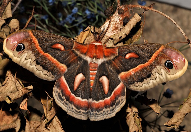 Sau khi biến hình, nó trở thành một chú bướm với đôi cánh đặc biệt
