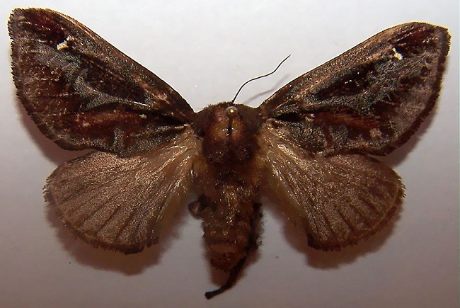 Loài bướm sống trâu này thường thấy trên khắp nước Mỹ



