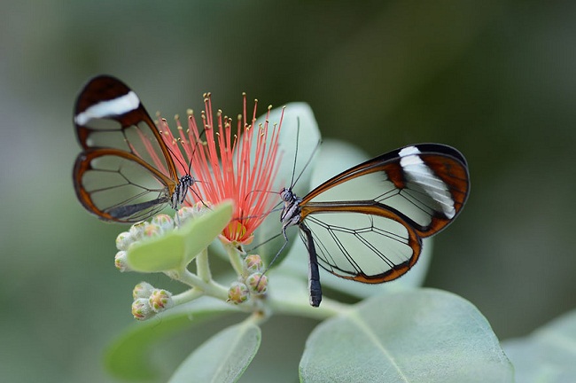 Còn bướm cánh thủy tinh trưởng thành với đôi cánh đặc biệt
