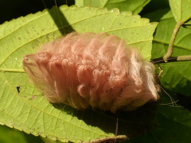 Chú sâu bướm Flannel trông như cuộn len nhỏ của bà này được phát hiện vào năm 1797
