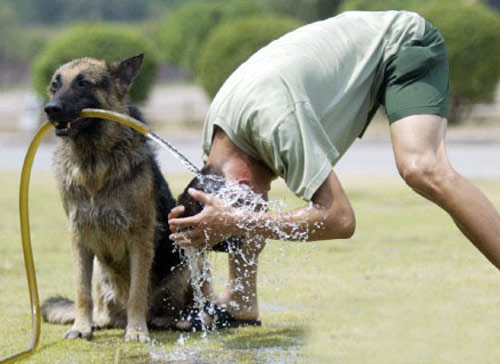 Chùm ảnh hài hước giữa người và cún cưng - 1