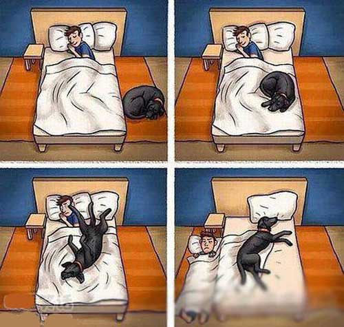 Chùm ảnh hài hước giữa người và cún cưng - 3