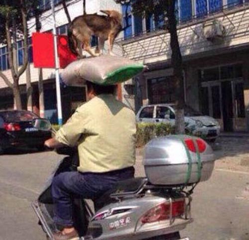 Chùm ảnh hài hước giữa người và cún cưng - 8