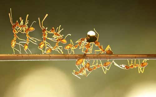 Ảnh đẹp: Gấu nâu trổ tài lướt ván - 3