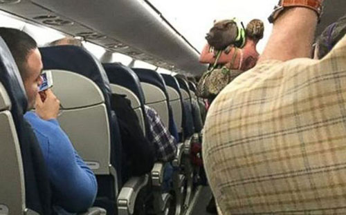 Lợn bị đuổi khỏi máy bay vì khiến hành khách sợ hãi - 1