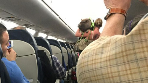 Mỹ: Nữ hành khách và lợn cưng bị đuổi khỏi máy bay - 1