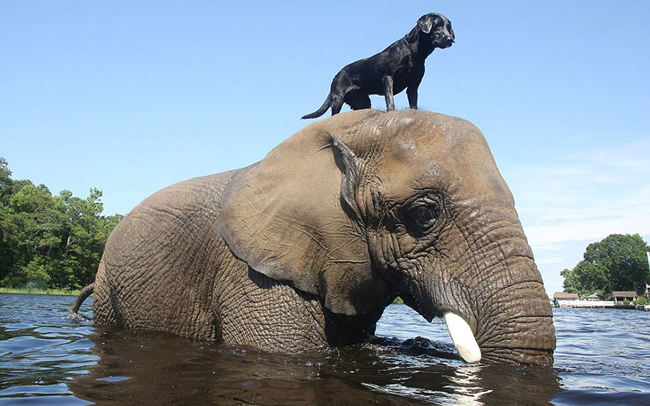 Chú chó Bella thuộc giống Labrador rất thân thiết với người bạn khổng lồ của mình, voi Bubbles.


