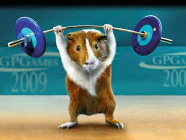 Chú chuột đang nâng tạ tại thế vận hội động vật
