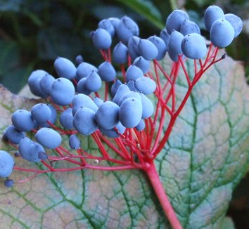 Ngắm loài hoa biến thành trong suốt khi trời mưa - 6