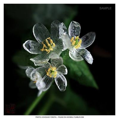 Ngắm loài hoa biến thành trong suốt khi trời mưa - 5