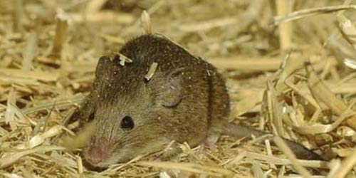 Dịch hạch: Ăn thịt chuột có nhiễm bệnh? - 1