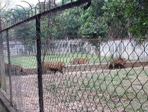 "Đột nhập" trại nuôi hổ lớn nhất ở Thanh Hóa - 1