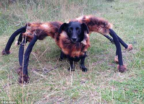 Video chú "chó nhện" hút hơn 60 triệu lượt xem - 1