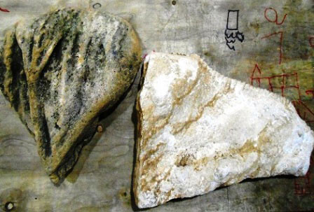 Phát hiện hóa thạch nghi là xương khủng long ở Thanh Hóa - 1