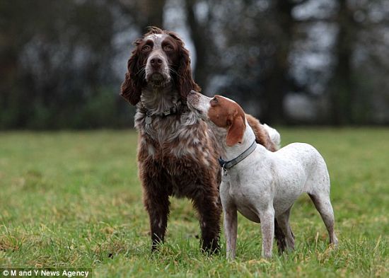 Chú chó nhịn đói không chịu rời "bạn trai" bị thương - 2