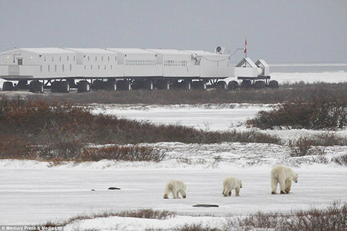 Khách sạn di động giữa vòng vây gấu Bắc cực - 1