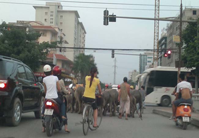 Chăn trâu trên phố
