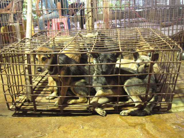 Về làng buôn chó lớn nhất xứ Thanh - 3