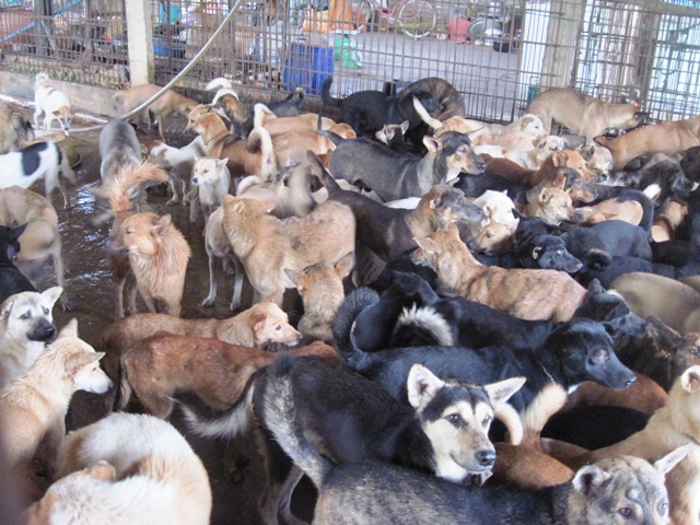 Về làng buôn chó lớn nhất xứ Thanh - 2