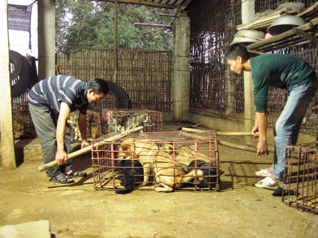 Về làng buôn chó lớn nhất xứ Thanh - 5