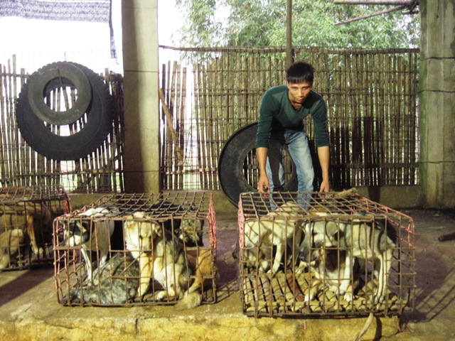 Về làng buôn chó lớn nhất xứ Thanh - 4