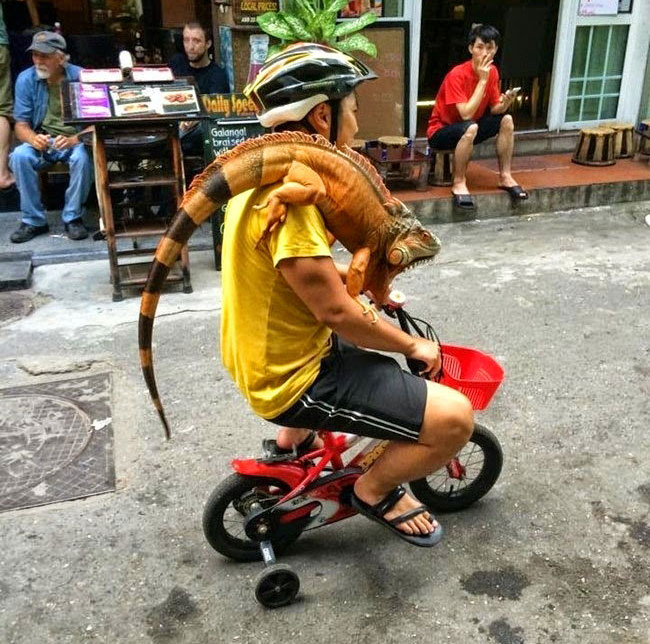 Những hình ảnh hài hước về giao thông - 9