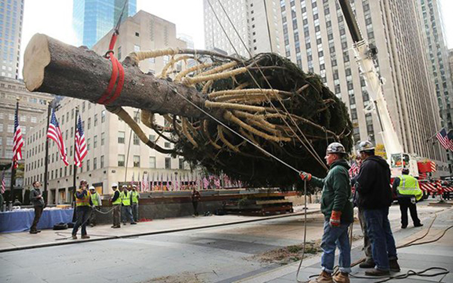 Sự kiện thắp sáng cây thông Noel tại trung tâm Rockerfeller là một sự kiện thường niên, được tổ chức từ năm 1933 đến nay và là một trong những sự kiện đặc sắc nhất trên thế giới dịp cuối năm. Trong ảnh là cây&nbsp;Rockefeller thông cao&nbsp; gần 25m, nặng gần 13 tấn của mùa Giáng sinh năm nay.
