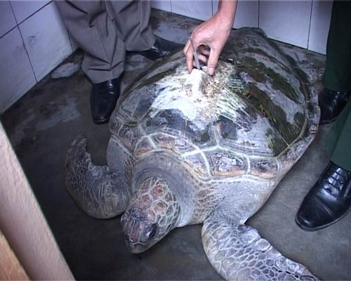 Ngư dân Huế bắt được rùa biển có gắn thiết bị định vị - 1