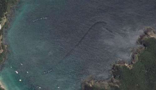 Phát hiện sinh vật bí ẩn tại khu vực biển New Zealand - 1