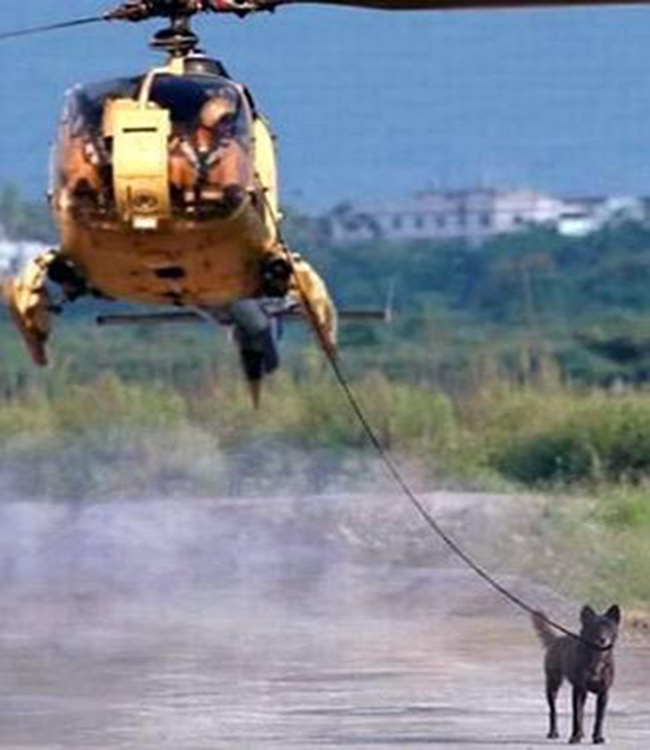 Đưa chó đi dạo bằng trực thăng
