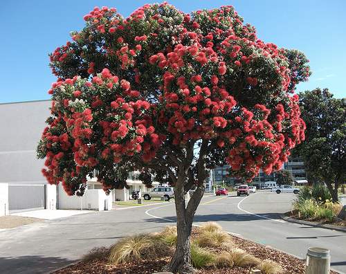Những truyền thống kì quặc trong Giáng sinh trên thế giới - 9