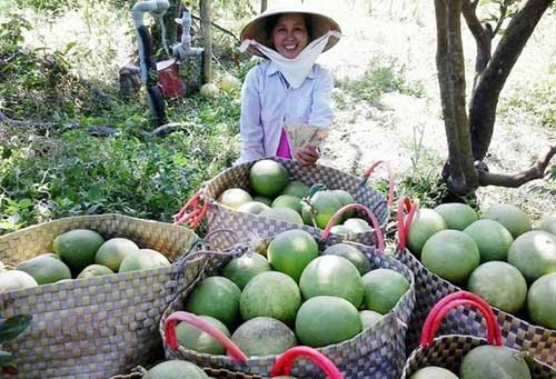 Trái cây miền Tây khan hiếm, giá tăng chóng mặt - 1