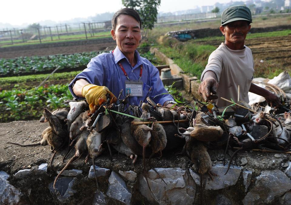 “Vua chuột” Việt Nam lên báo Pháp - 1