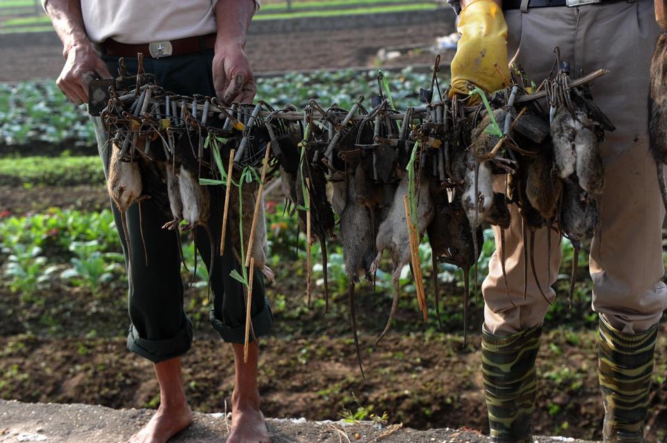 “Vua chuột” Việt Nam lên báo Pháp - 3
