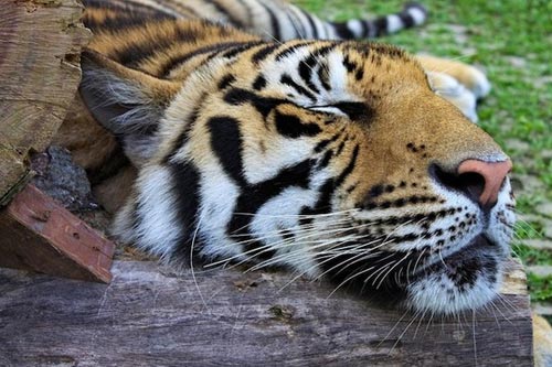 Ukraine: Say rượu, mò vào vườn thú ôm… hổ - 1