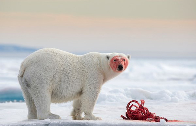

Chú gấu trắng no say bên miếng mồi ở 80 độ bắc của Svalbard, Bắc Cực.

Ảnh: Joshua Holko/TPOTY, Úc

Giải thưởng hạng mục 'Ảnh về giới tự nhiên'
